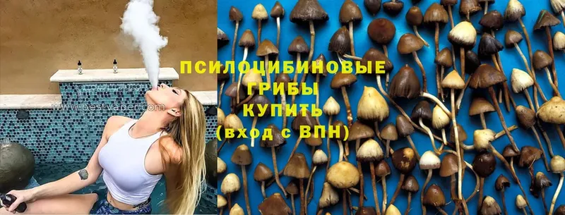 Псилоцибиновые грибы Cubensis  где купить наркоту  Великий Устюг 